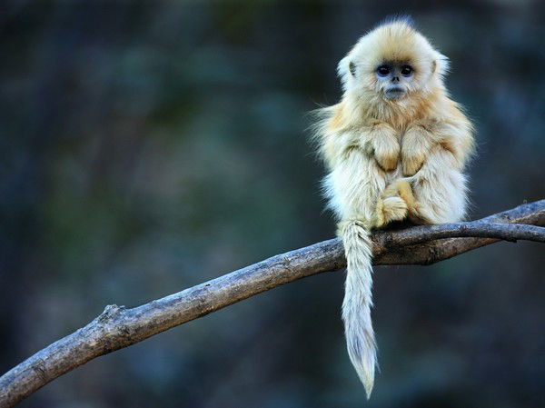 Александра Уличева