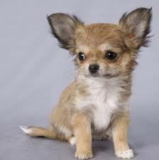 Аружан Шалабаева