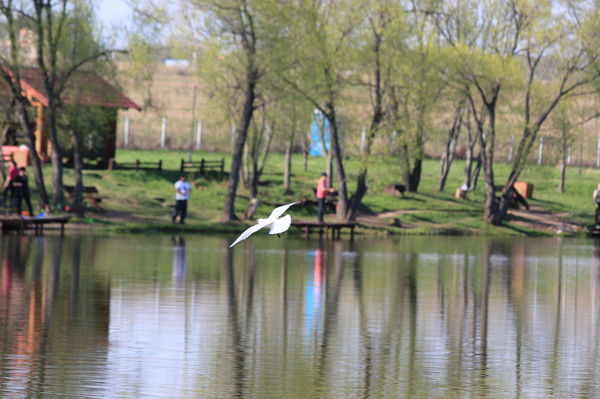 ** Аленушка **