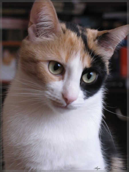 Галина Карпенко