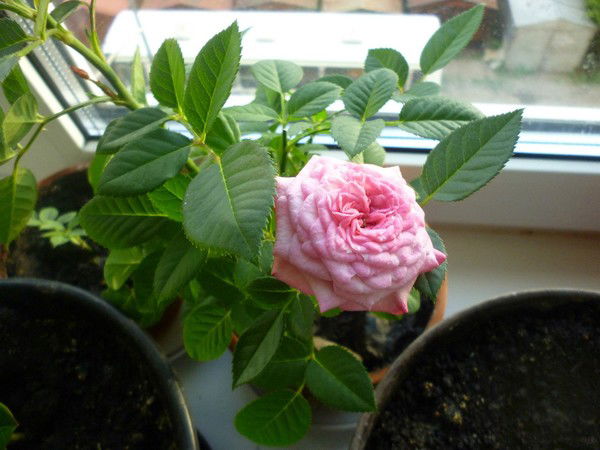 Ангелина Павлова