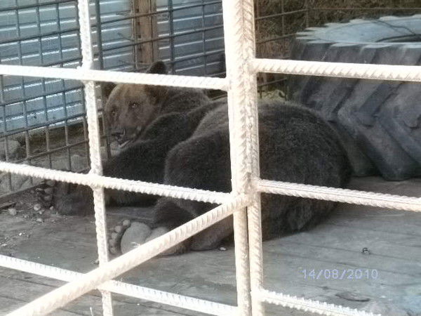 Владимир ***