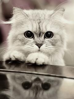 Виолетта Полещук