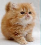 Светланка Сметанкина