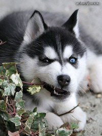 Виктор Андреев