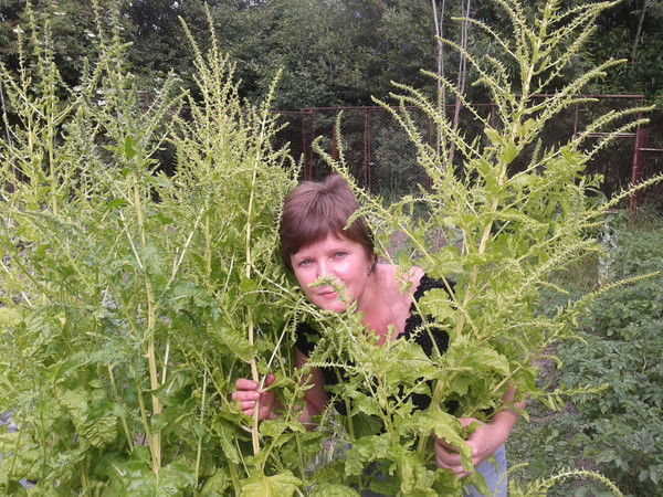 Ольга Сургучева