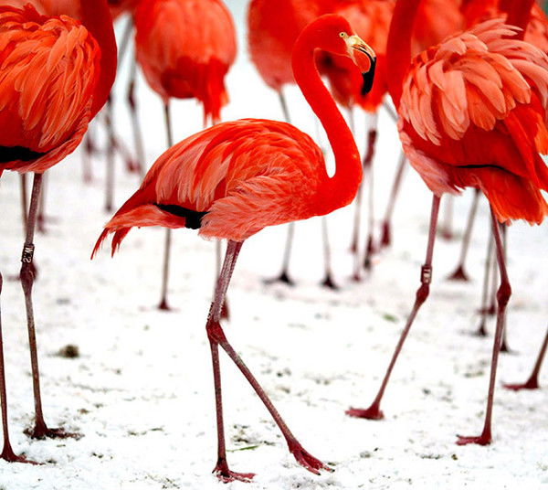 Татьяна Василенко