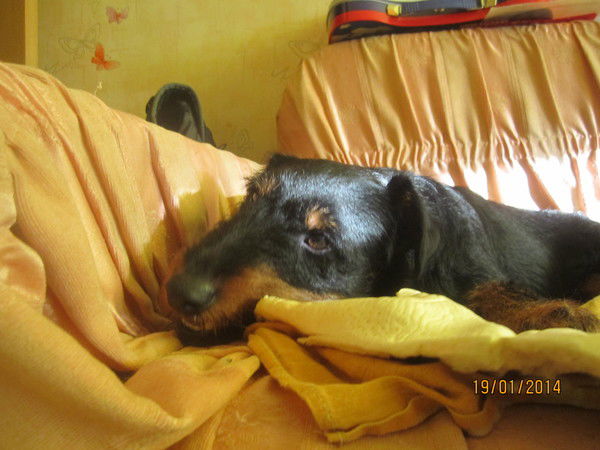 Елена Павлова