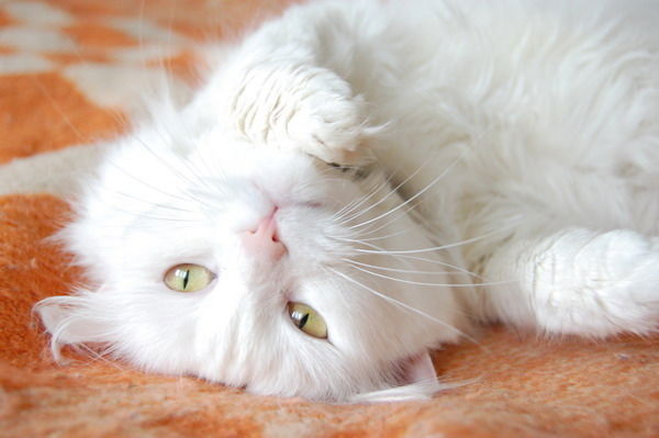 Анна Денисова