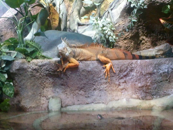 Елена Иванюта