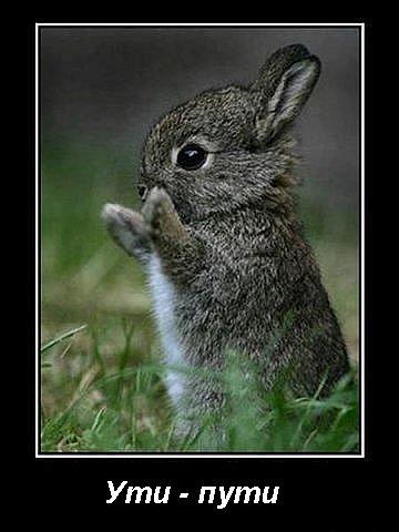 Владимир Николаев