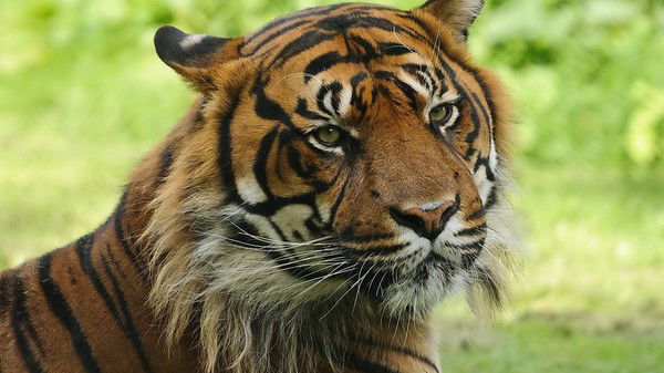 Нурболат Сагимбаев