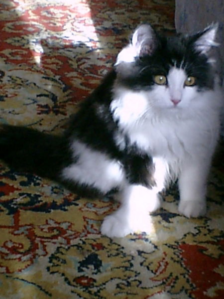 Олька Никакая