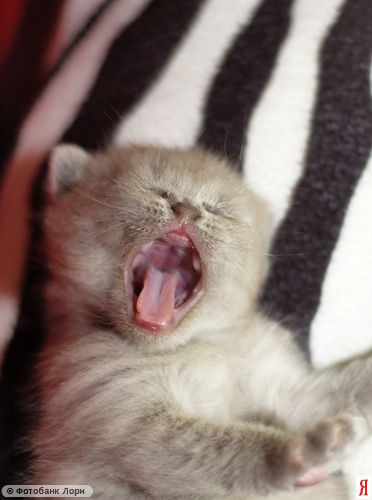 Екатерина Альчикова