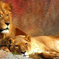 Ирина Демидова