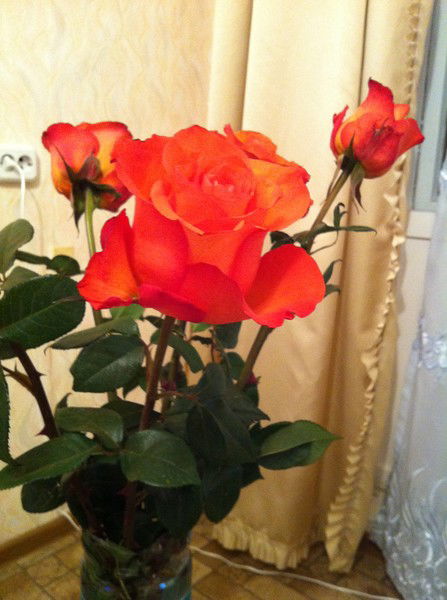 Абессинка Котенок