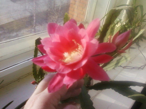 Людмила Кабанцова