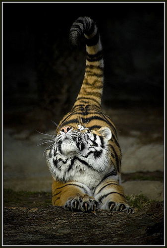 Юлия Сокова