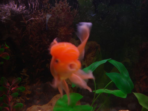 Галина Струнчикова