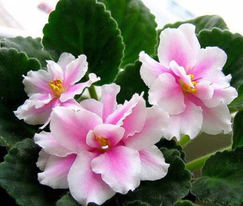 Диана Бижанова