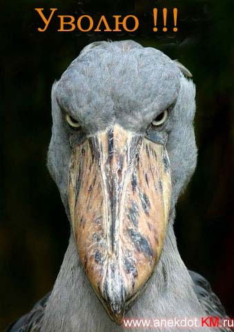 Алексей Волков