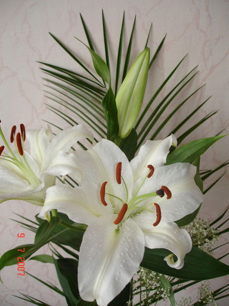 Анна Сафронова