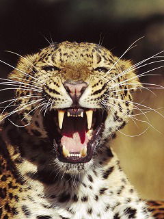 Огай Сергей