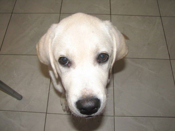 Ольга Лозовская