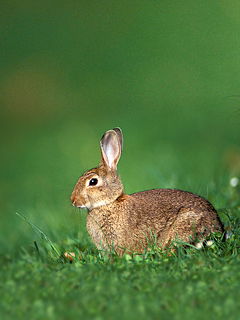 Алекс Зайцев