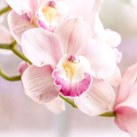 Елена Смирнова