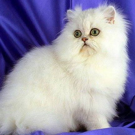 Галина Клячина