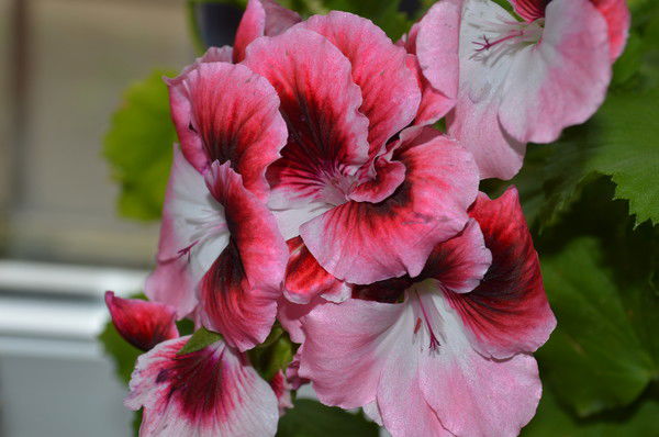 Юлия Лядова