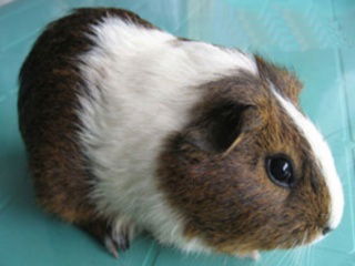 Дима Иванов