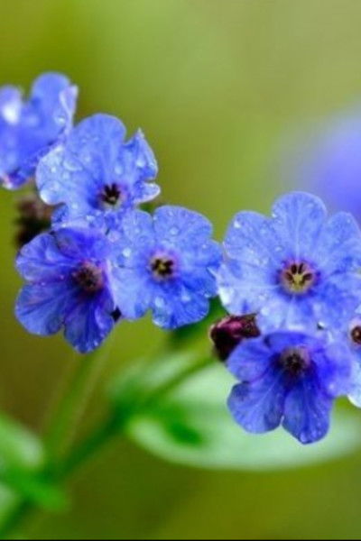 Елизавета Мизева