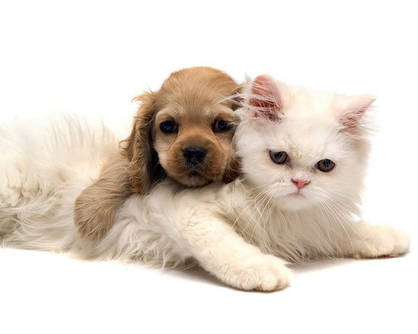 Светлана Казимирова