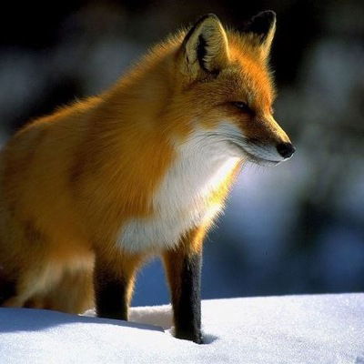 Евгения Чекелива