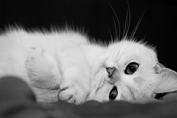 Наталья Пахомова