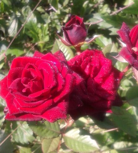 Павел Беляйкин