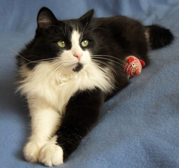 Светлана Строилова