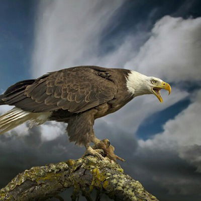 Бог Рандома