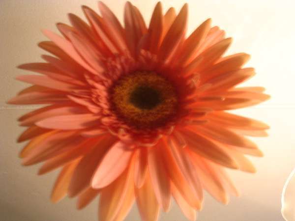 Оксана Гиоргадзе