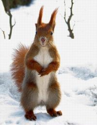 Олег Думанский