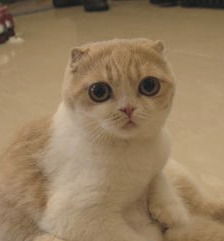 Елена Поликарпова