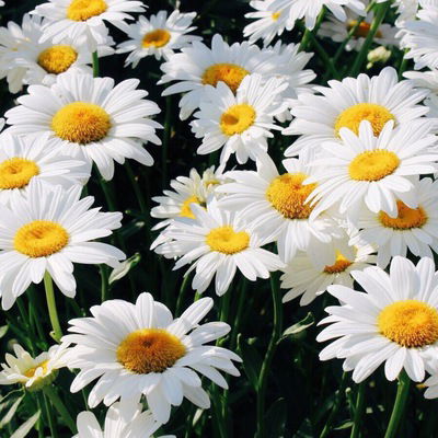 Екатерина Козлова