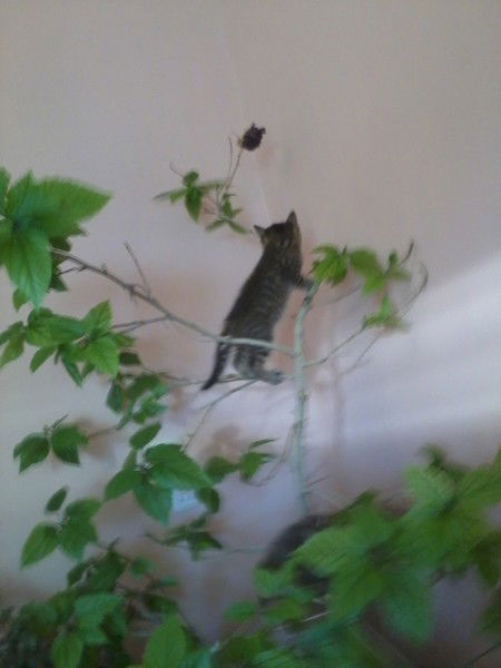 Игорь Закирничный