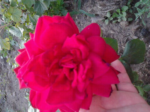 Алеся Чураева