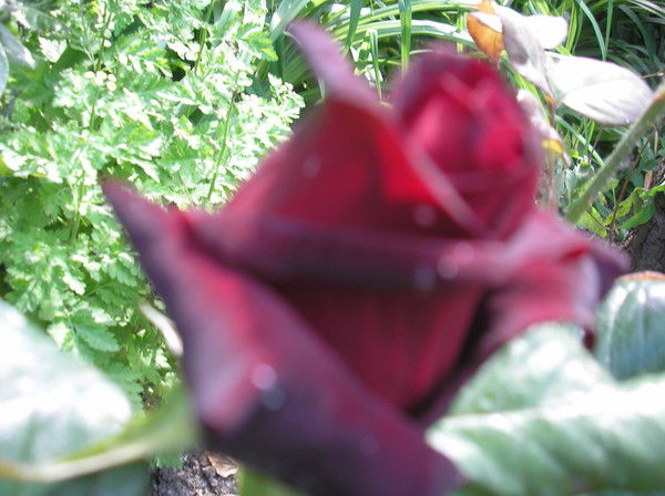 Сергей Бельдиев