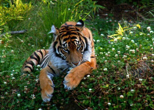 Айкын Кайсенов