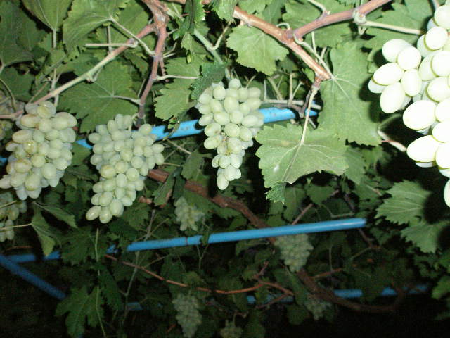 Александр Куроедов