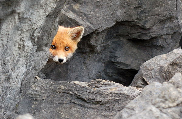 Никита Фисун